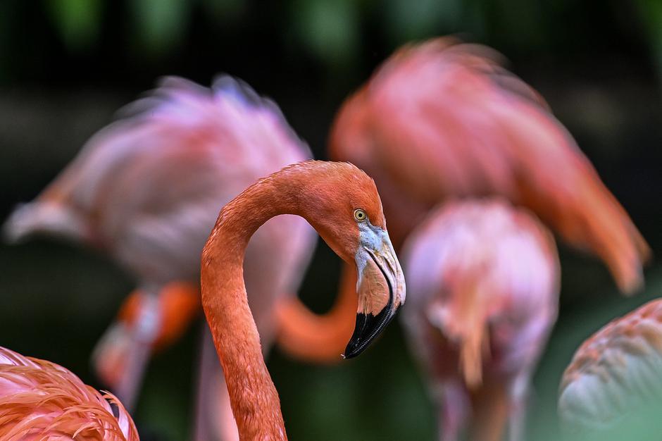 Phoenicopterus roseus, flamingo, plamenec | Avtor: Profimedia