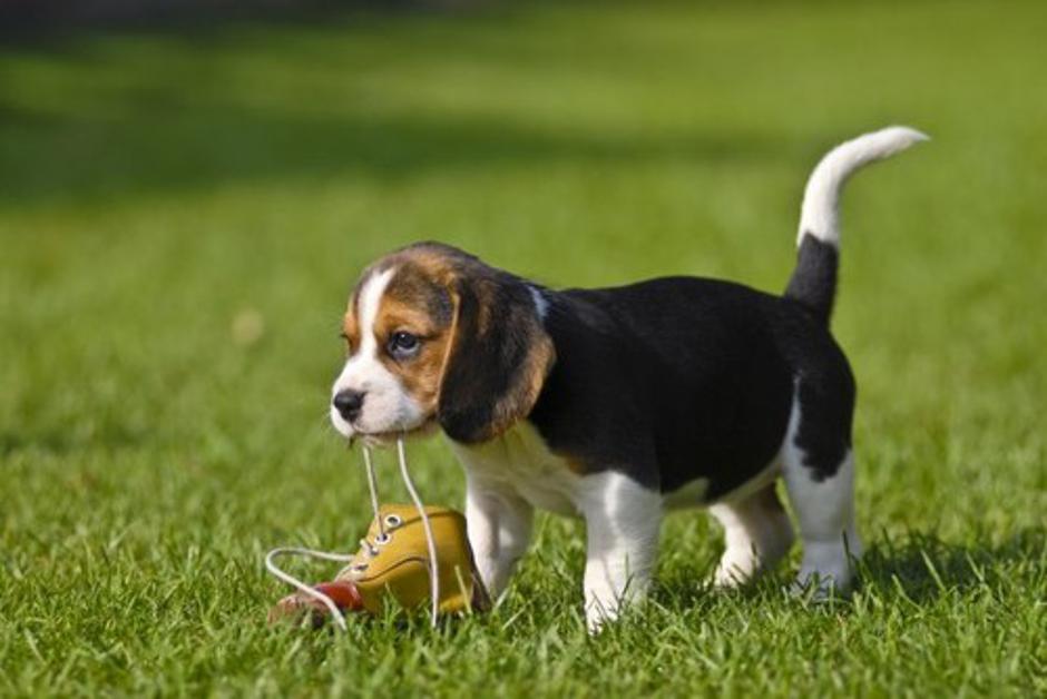 Kuža | Avtor: Profimedias