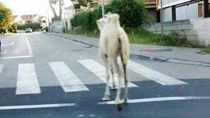 Kamela na ulicah Zadra