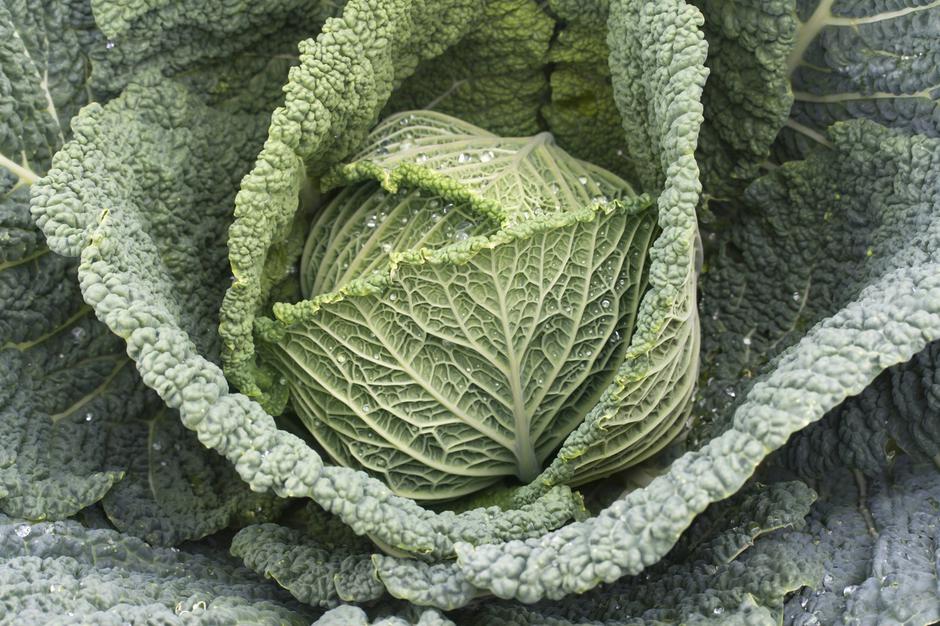 Ohrovt | Avtor: Profimedia