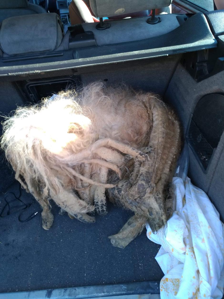 Pes po odvzemu | Avtor: Žurnal24 