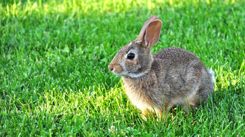 Vsako leto, predvsem jeseni, za ustrelitev kuncev nadzorniki uporabijo posebne p
