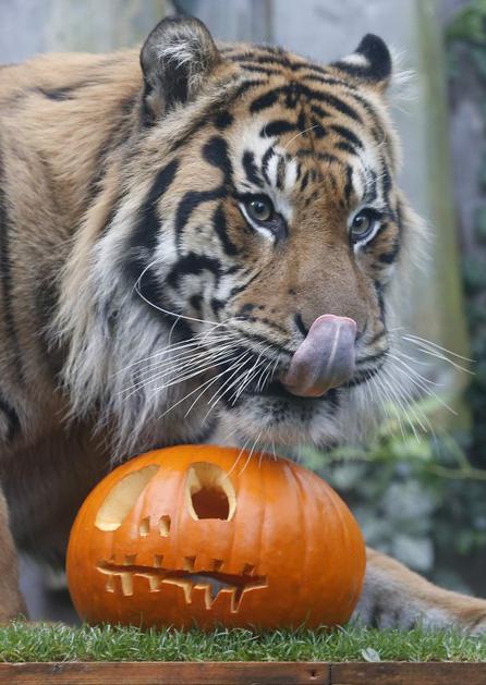 Noč čarovnic v živalskem vrtu