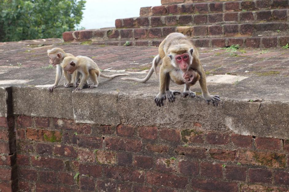 Šrilanka | Avtor: Maja Bitenc