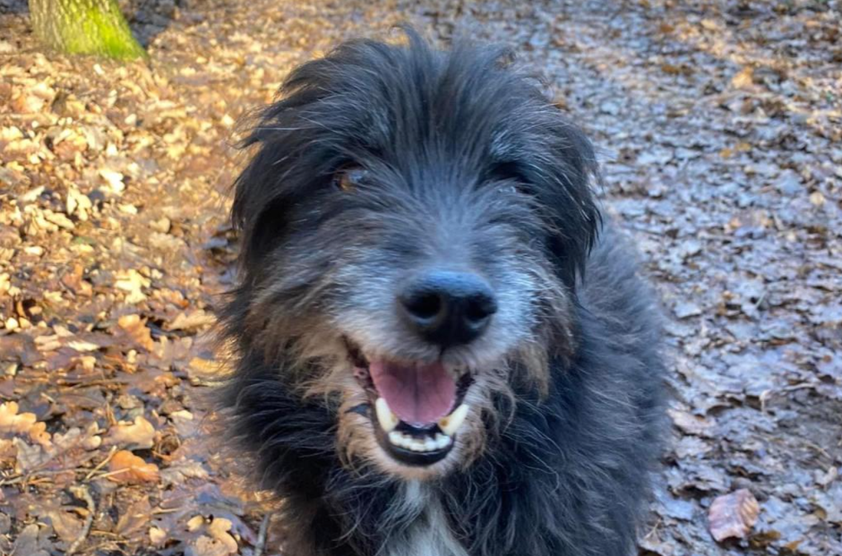 Čapi | Avtor: Zavetišče Maribor