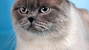 Debeli hišni ljubljenčki nimajo prav nič veselega življenja, saj se težko gibajo