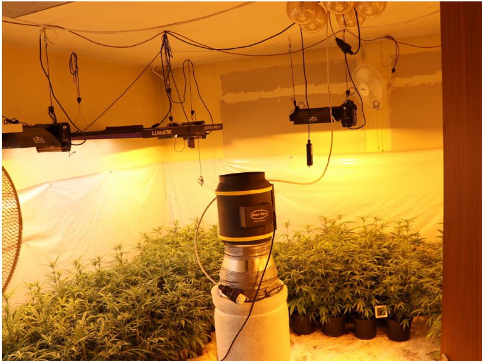 Ljubljanski policisti zasegli 650 sadik konoplje | Avtor: PU Ljubljana