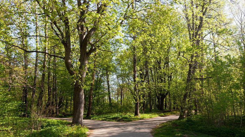 pomlad narava park drevesa ljudje se sprehajajo