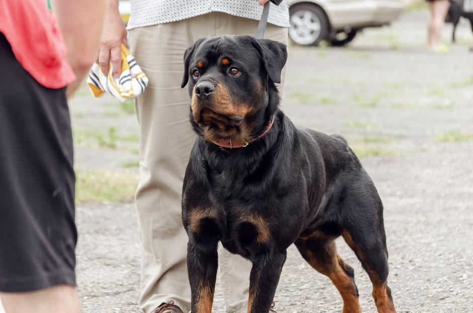 Pes | Avtor: Profimedia