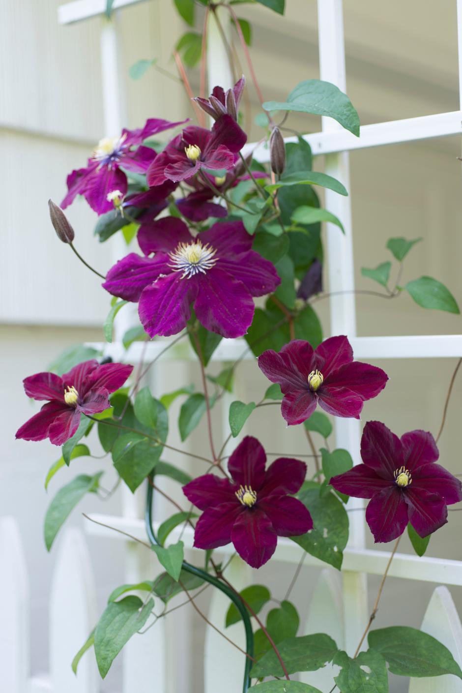 srobot | Avtor: Profimedia