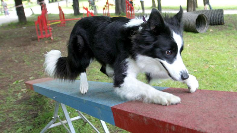 Včeraj so se v Tivoliju ves dan razvajali kosmatinci in sklepali nova prijateljs