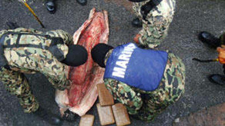 Mehiška mornarica je v pošiljki zmrznjenih morskih psov odkrila 894 kilogramov k