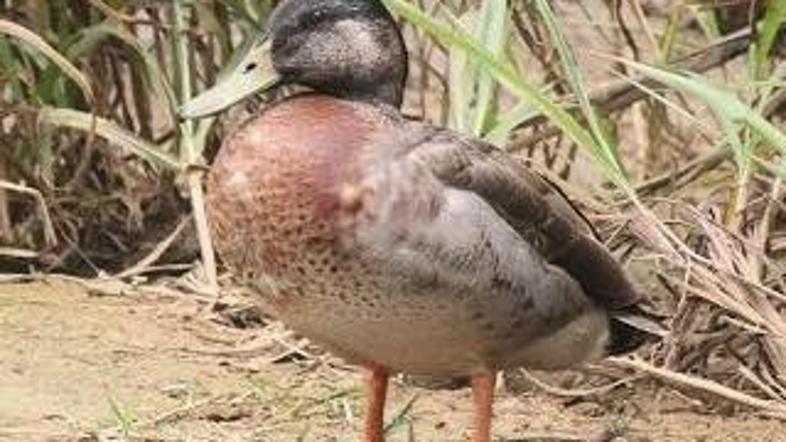 Trevor - Facebook Trevor the Duck - Niue