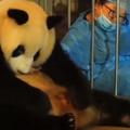 Rojstvo panda