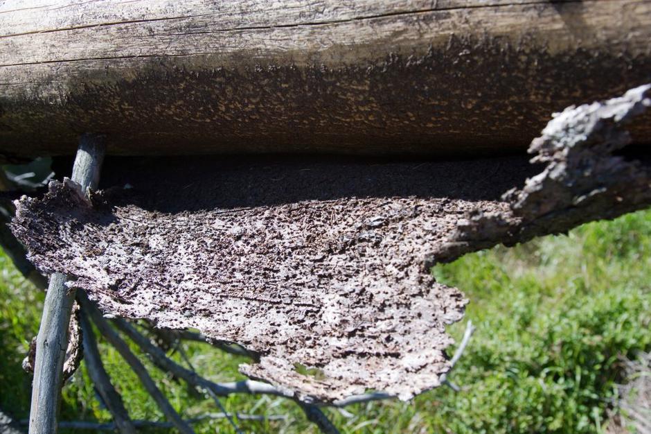 Podlubnik | Avtor: Profimedias