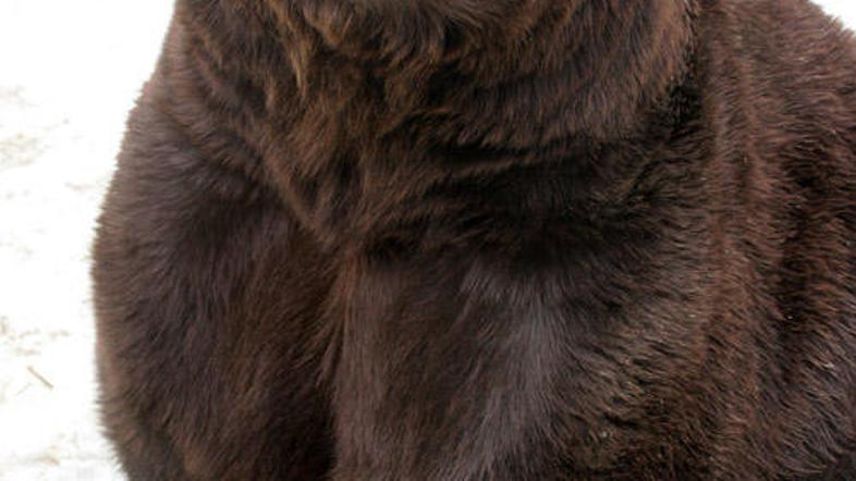 Medvedje so se zaradi pomanjkanja rib odpravili na lov na ljudi.