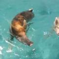divje svinje plavanje Bahami