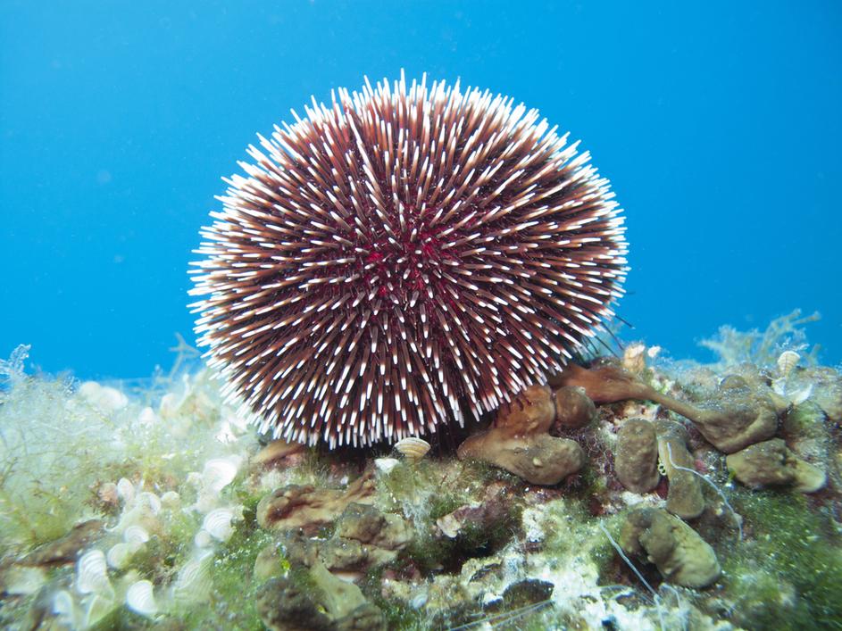 Morski ježek