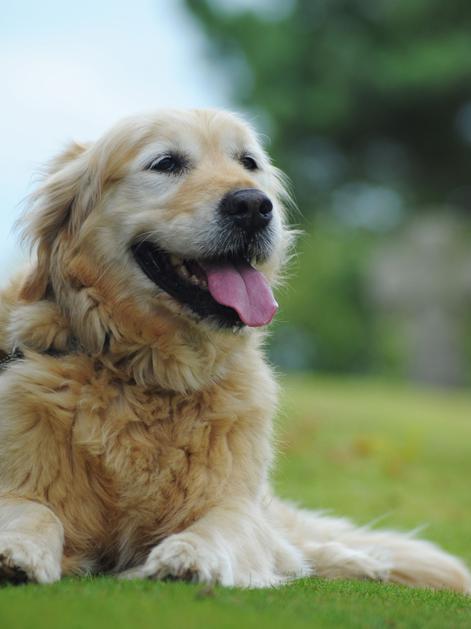 (Foto: Shutterstock)