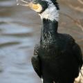 Kormoran