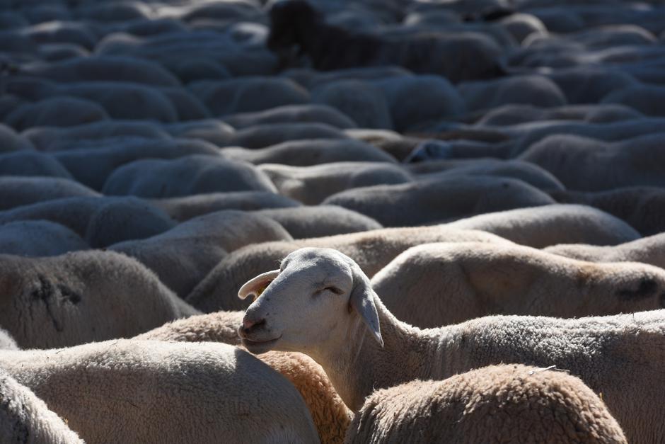 Ovca | Avtor: Profimedia