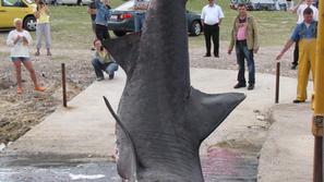 Fotografijo tega morskega psa nam je z otoka Krk poslal naš bralec. (Foto: brale