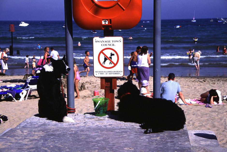 pasja plaža | Avtor: Profimedia