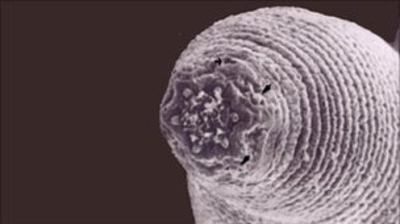 (Foto: Gaetan Borgonie, Univerza Ghent, Belgija)