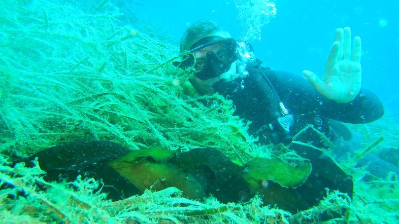 Dalmacija, morski polži