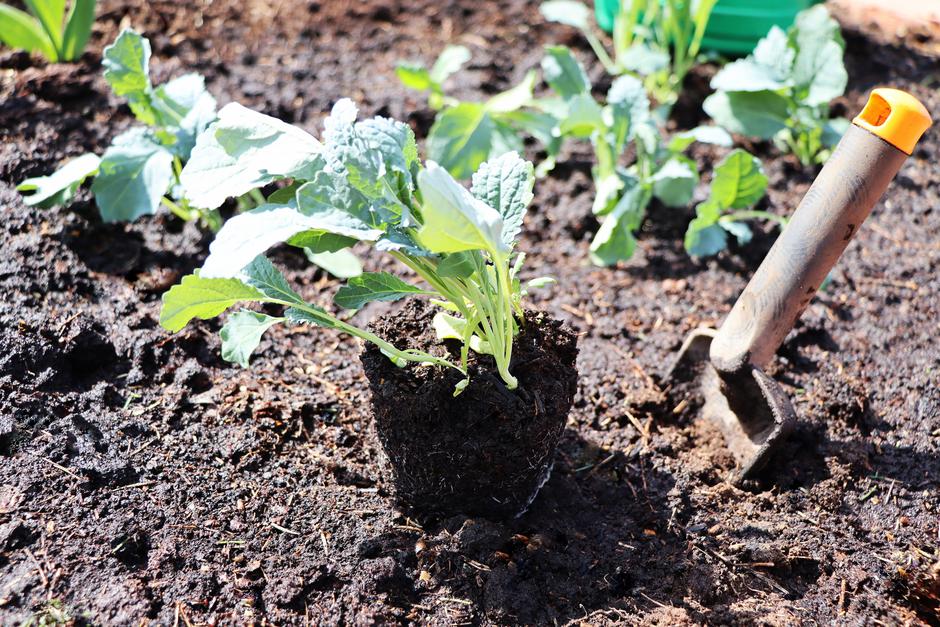 sajenje zelenjave, zelenjavni vrt | Avtor: Profimedia