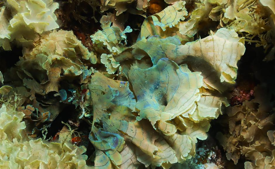  | Avtor: Institut za oceanografijo in ribištvo/Facebook