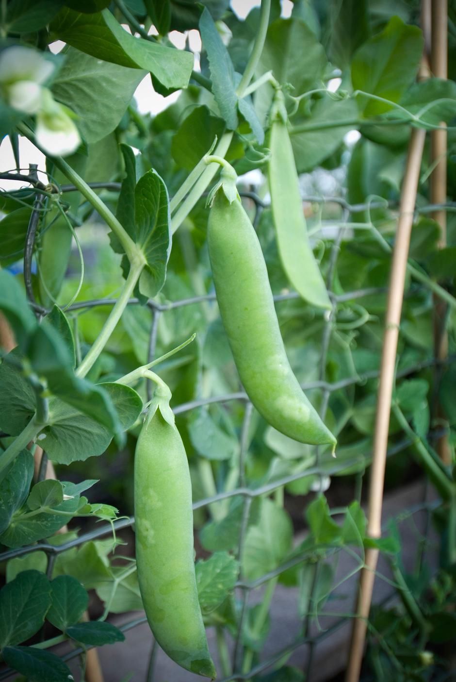 grah | Avtor: Profimedia