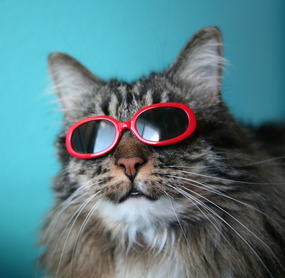 (Foto: Shutterstock)