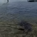 Morski pes v Istri