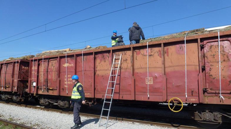 Ilegalci skriti med lesom