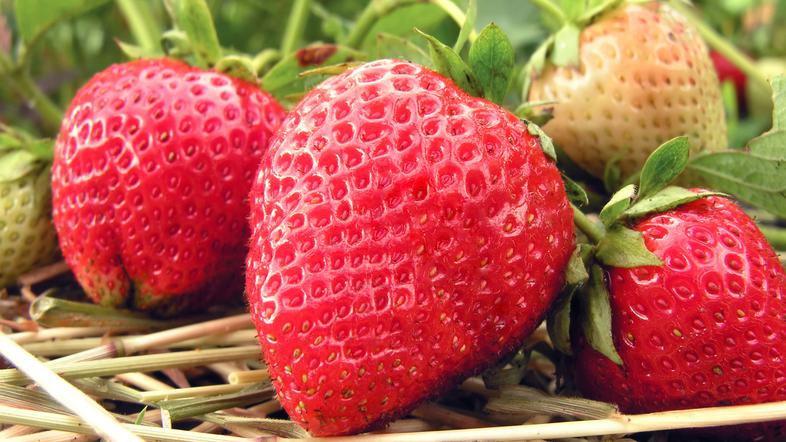 jagode