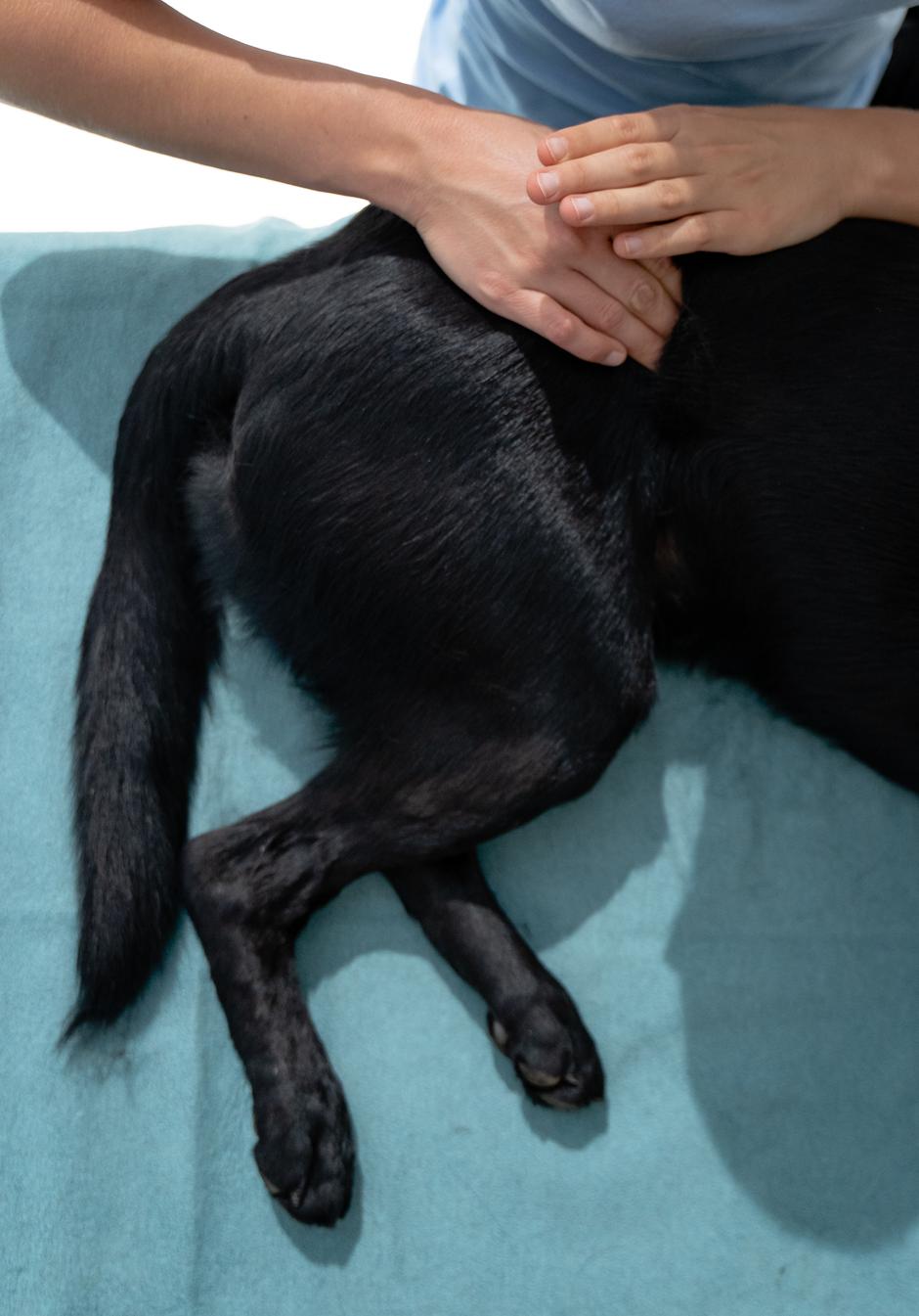 CANINAVIVA | Avtor: CANINAVIVA