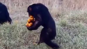 Šimpanz in pomaranče