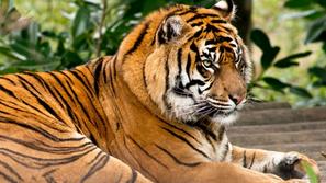 Sumatranski tiger