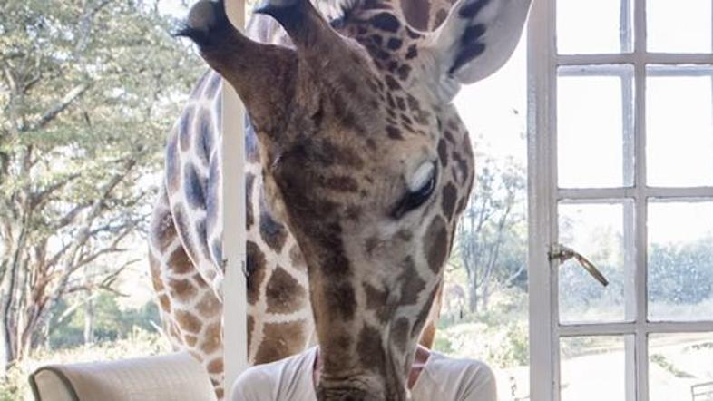 Žirafa pri zajtrku