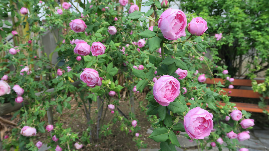 Burbonke - Kapela Nova Gorica | Avtor: Denis Praznik