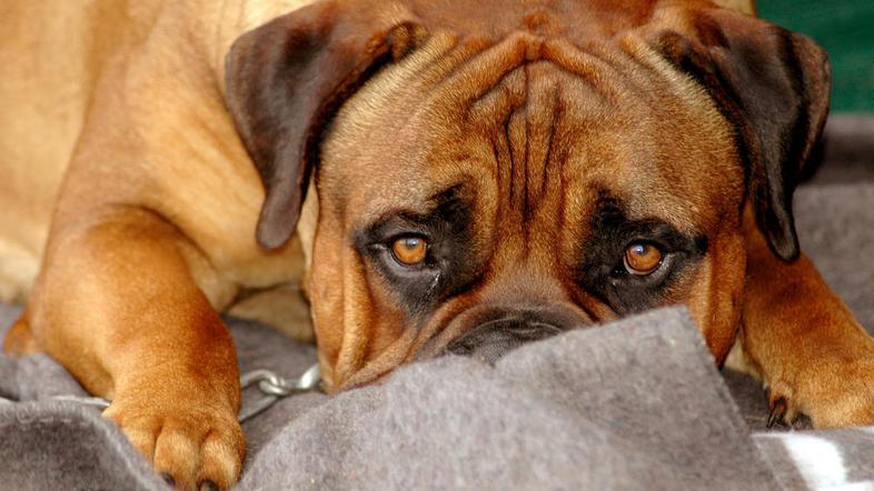 (Foto: Shutterstock)