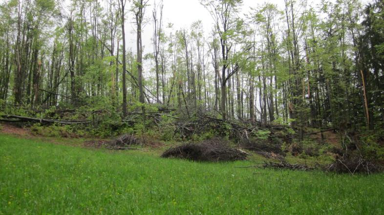 Podrta drevesa v Horjulu