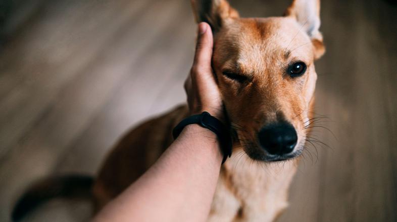 Kuža, pes, praskanje, srbenje