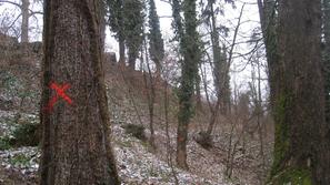 Gozdarji so že označili drevesa, zrela za posek, in traso predvidene vlake. (Fot