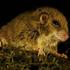 nove vrste, Nova Gvineja, drevesna miš, (Pogonomys sp. nov.)