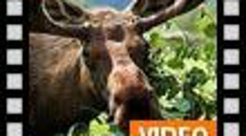 Kravo je le malce lažje pomolsti.