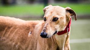 Slovensko društvo za pomoč hrtom