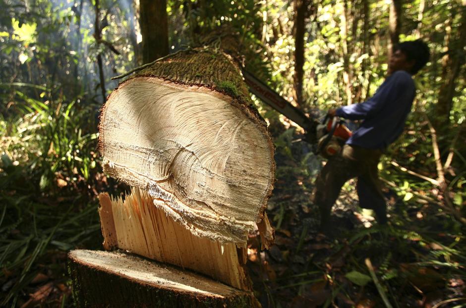 izsekavanje gozda, deblo, sekanje, gozd, Indonezija | Avtor: Žurnal24 main