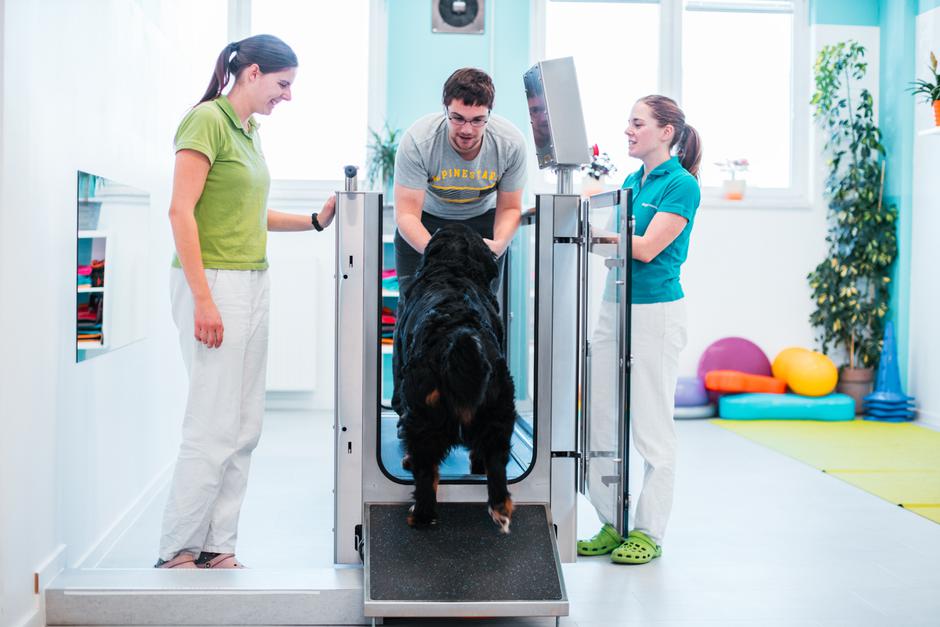 Fizioterapija za pse Dogs4motion | Avtor: Anja Troha